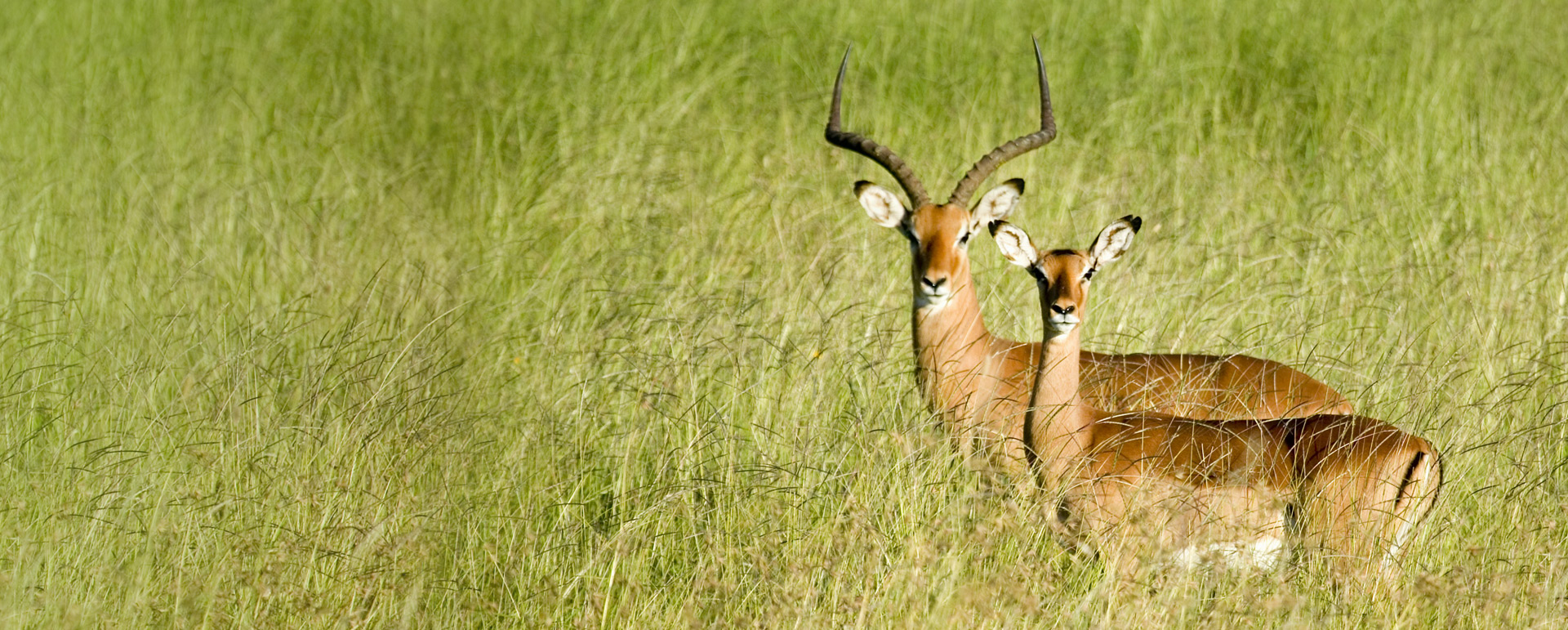 An impala in the african savana